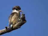 Striped Kingfisher, Lake Langano