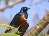 Superb Starling, Lake Langano