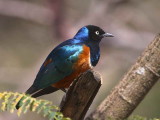 Superb Starling, Lake Langano