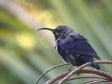 Tacazze Sunbird (male), Addis Ababa