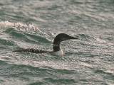 Great Northern Diver, North Ronaldsay, Orkney