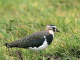 Lapwing, North Ronaldsay, Orkney