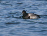 Lesser Scaup, Hogganfield Loch, Clyde