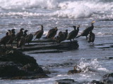 Shag and Cormorant, North Ronaldsay, Orkney