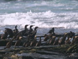 Shag and Cormorant, North Ronaldsay, Orkney