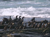 Shag and Cormorant, North Ronaldsay, Orkney