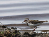 Three-banded Plover, Lake Beseka