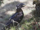 Thick-billed Raven, Simien Mountains NP