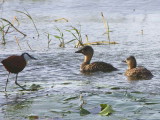 White-backed Duck, Lake Awassa