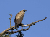 White-backed Vulture, Gonder