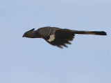 White-bellied Go-away-bird, Awash NP