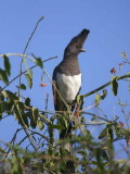 White-bellied Go-away-bird, Lake Langano