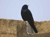 White-billed Starling, Axum