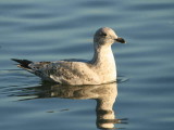 Herring Gull, Hogganfield Loch, Clyde