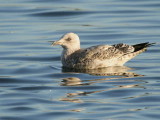 Herring Gull, Hogganfield Loch, Clyde