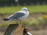 Herring Gull, Maidens Harbour, Ayr