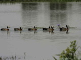 White-faced Whistling Duck, Lake Ziway