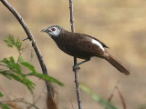 White-rumped  Babbler, Ankober