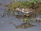 Wood Sandpiper, Lake Ziway