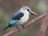 Woodland Kingfisher, Awassa