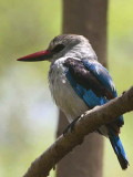 Woodland Kingfisher, Awassa