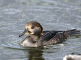 Hooded Merganser, Tayport, Fife