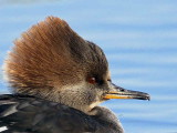 Hooded Merganser, Tayport, Fife