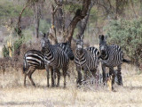 Zebra, Yabello Ranch
