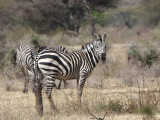 Zebra, Yabello Ranch