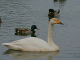 Whooper Swan, Caerlaverock WWT, Dumfries