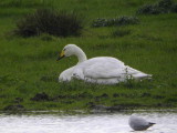 Whooper Swan, Carbarns Pond, Clyde
