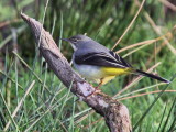 Grey Wagtail, Loch Lomond NNR, Clyde