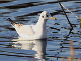 Black-headed Gull, Garnqueen Loch, Clyde