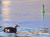 Long-tailed Duck, Garnqueen Loch, Clyde
