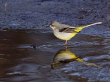 Grey Wagtail, Loch Lomond NNR, Clyde