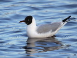 Black-headed Gull, Strathclyde Loch, Clyde