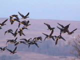 Greenland White-fronted Geese, Gartocharn, Clyde