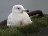 Iceland Gull, Troon Harbour, Ayrshire