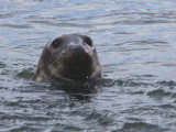 Grey Seal, Troon Harbour, Ayrshire