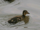 Mallard (duckling), Caerlaverock WWT, Dumfries