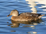 Mallard (duck), Hogganfield Loch, Glasgow