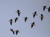 Greenland White-fronted Geese, Gartocharn, Clyde