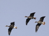 Greenland White-fronted Geese, Gartocharn, Clyde