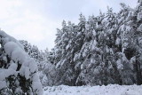 Rothiemurchus forest path