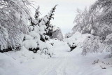 Rothiemurchus forest path