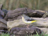 Grey Wagtail, Loch Lomond NNR, Clyde