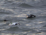 King Eider, Earlsferry, Fife