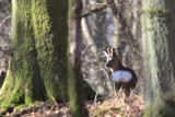 Roe Deer near Balmaha, Loch Lomond