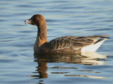 Pink-footed Goose, Hogganfield Loch, Clyde