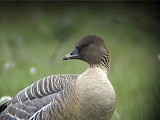 Pink-footed Goose, Carbarns, Clyde